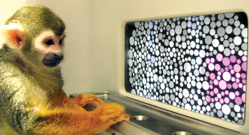 color blind test monkey